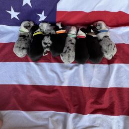 Cardigan Welsh Corgi Puppies from Wild K Ranch