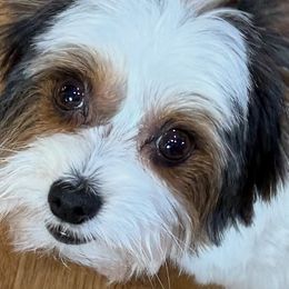 Maverick - Biewer Terrier