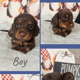 Reese - Chocolate and tan male Dachshund puppy in Tulsa County, Oklahoma from Willow Creek Miniature Dachshunds