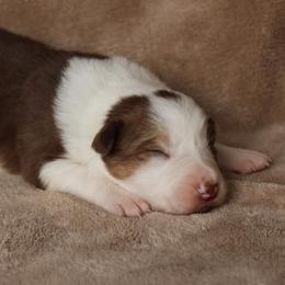 Red Tri Female - Red female Border Collie puppy in Courtland, Alabama from C Bar C Ranch Border Collies
