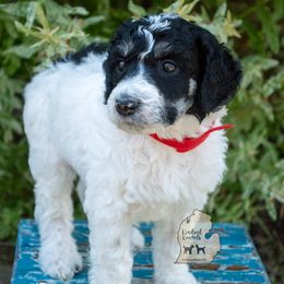 Poodle Puppies from Kindred Kennels