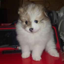 Female 1 - Cream sable parti female Pomeranian puppy in Buckeye, Arizona from BL Poms Heaven