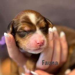 Fauna - Sable female Bernedoodle puppy in Cortez, Colorado from Sassy Pants Pups