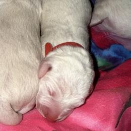 Snow - White and liver brown female Dalmatian puppy in Hastings, Florida from Love My Spotty Dalmatians