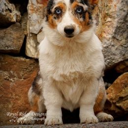 Pembroke Welsh Corgi Puppies from Royal Ridge Corgis