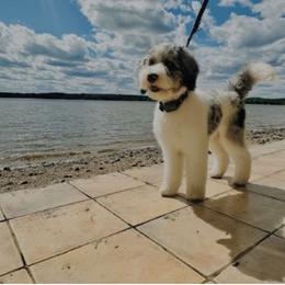 Bernedoodle, Bernese Mountain Dog, and Poodle Puppies from Bubbling Springs Doodles, LLC