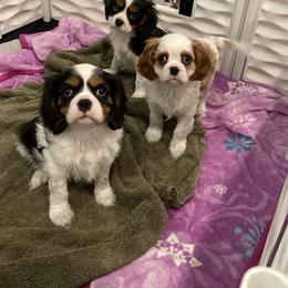 Cavalier King Charles Spaniel Puppies from Ridgefield Cavaliers