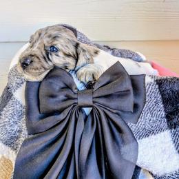 Alice - Piebald female Dachshund puppy in Tennessee Colony, Texas from Hairy Wieners