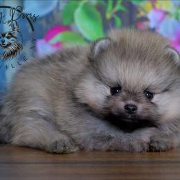 Grizz - Cream sable male Pomeranian puppy in Fultonville, New York from Sandy Aussies & Pomeranians