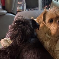 Taloolah - Brussels Griffon