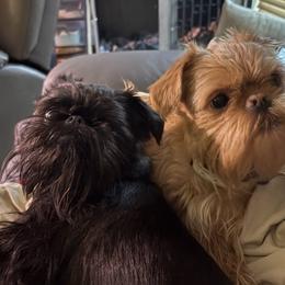 Taloolah - Brussels Griffon