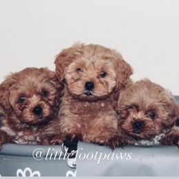 Shihpoo puppies from 🧸 Bear Paws: Poodle & Designer Toy Breed 🐩