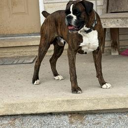 Ascher - Brindle male Boxer puppy in Red Boiling Springs, Tennessee from Silver Rain
