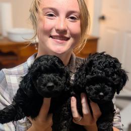 Blue Boy - small mini seal color, short muzzle - Black male Whoodle puppy in Kalispell, Montana from Countryman Whoodles