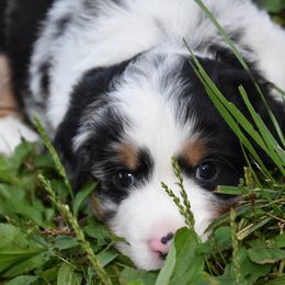 Miniature American Shepherd Puppies from DreamWeaver