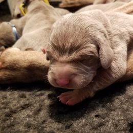 Pointer and Weimaraner Puppies from Silvershot Weimaraners and Pointers