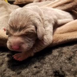 Pointer and Weimaraner Puppies from Silvershot Weimaraners and Pointers