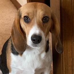 Georgia or Gigi - Beagle