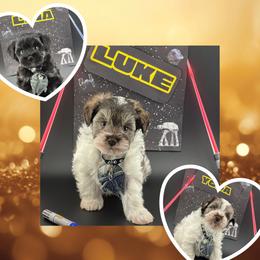 Miniature Schnauzer puppies from Kokis’ Paws Legacy