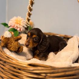 Eleanor - Chocolate and tan female Dachshund puppy in Red Bluff, California from Down The Hill Potterdale
