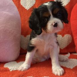 Cavalier King Charles Spaniel puppies from Marvelous Cavalier King Charles Spaniels