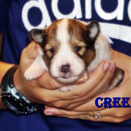 Creed- Classic sable boy - Sable and white male Shetland Sheepdog puppy in Frazeysburg, Ohio from Mountain High Kennels
