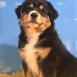 Australian Shepherd Puppies from Winsome Aussies