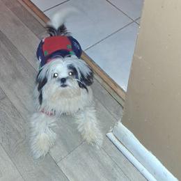 Charlie - Black and white male Shih Tzu puppy in Birmingham, Alabama from K&D kennels