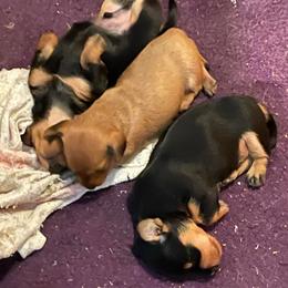 Dachshunds from Marilyn's Dachshunds