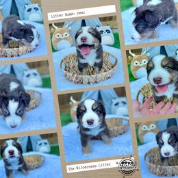 Australian Shepherd and Miniature Australian Shepherd Puppies from Integrity Aussies Tx