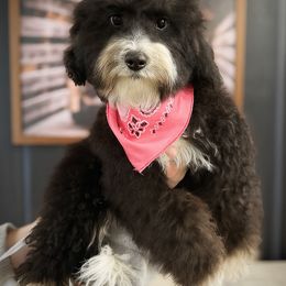 Nebula - Tri-color female Bernedoodle puppy in Thornville, Ohio from Four Front Doodles & Friends
