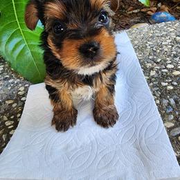Boy 1 - male Yorkshire Terrier puppy in Rancho Cordova, California from JUAREZ FAMILY YORKIES
