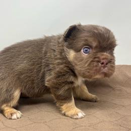 Iris - Tricolors female French Bulldog puppy in Amarillo, Texas from Bomb City Bulldogs