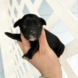 Girl 4 - Phantom female Bernedoodle puppy in Wamego, Kansas from Doodles of Oz