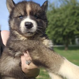 Torrent - Black and white male Siberian Husky puppy in Urbana, Ohio from Fairhaven's Siberian Huskies