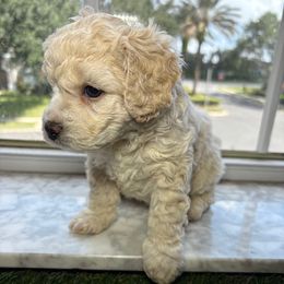 Mya - Merle female Cockapoo puppy in Ocoee, Florida from Puppie Poos 4 U