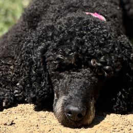 Poodles from Central Coast Poodle Paws