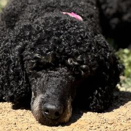 Poodles from Central Coast Poodle Paws