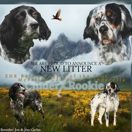 English Setter puppies from McFella’s Gun Dogs