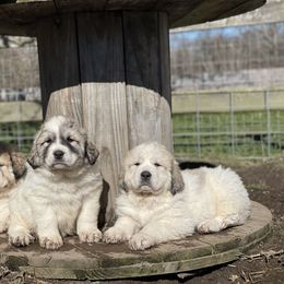 Dachshund and Great Pyrenees Puppies from Mulberry Meadow Farms