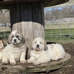Dachshund and Great Pyrenees Puppies from Mulberry Meadow Farms