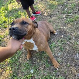 Puma - Red female Staffordshire Bull Terrier puppy in Houston, Texas from Khaleesi Kennel
