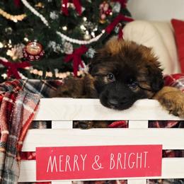 Story - Sable female German Shepherd puppy in Tippecanoe, Indiana from Mächtiger Barkerheim