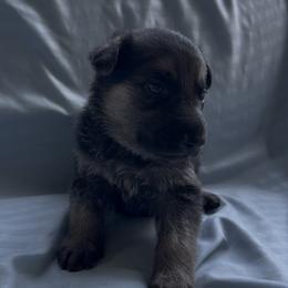 Odin - Black and silver male German Shepherd puppy in Perkasie, Pennsylvania from Twila Ruth Herot