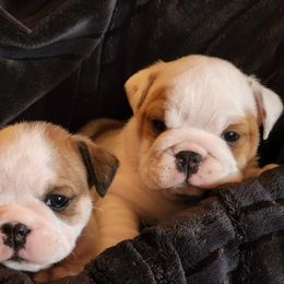 Bulldog Puppies from Bull Mountain Bulldogs