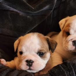 Bulldog Puppies from Bull Mountain Bulldogs