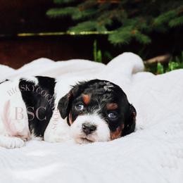 Pink girl - Blue roan and tan female Cockapoo puppy in Missoula, Montana from Big Sky Cockapoos