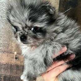 Boy 1 - Blue merle Pomeranian puppy in Abilene, Texas from Blessedpoms
