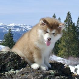 Alaskan Malamute Puppies from Snowlion Alaskan Malamutes