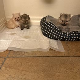 Pomeranian puppies from Crown Rose Pomeranians